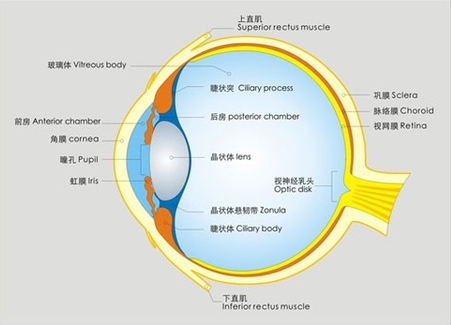 告诉你个“小秘密”：为什么眼睛不怕冷？